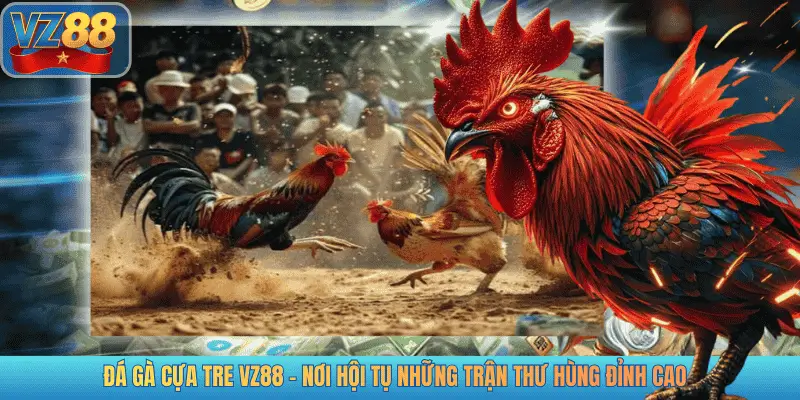 ĐÁ GÀ CỰA TRE VZ88 - NƠI HỘI TỤ NHỮNG TRẬN THƯ HÙNG ĐỈNH CAO